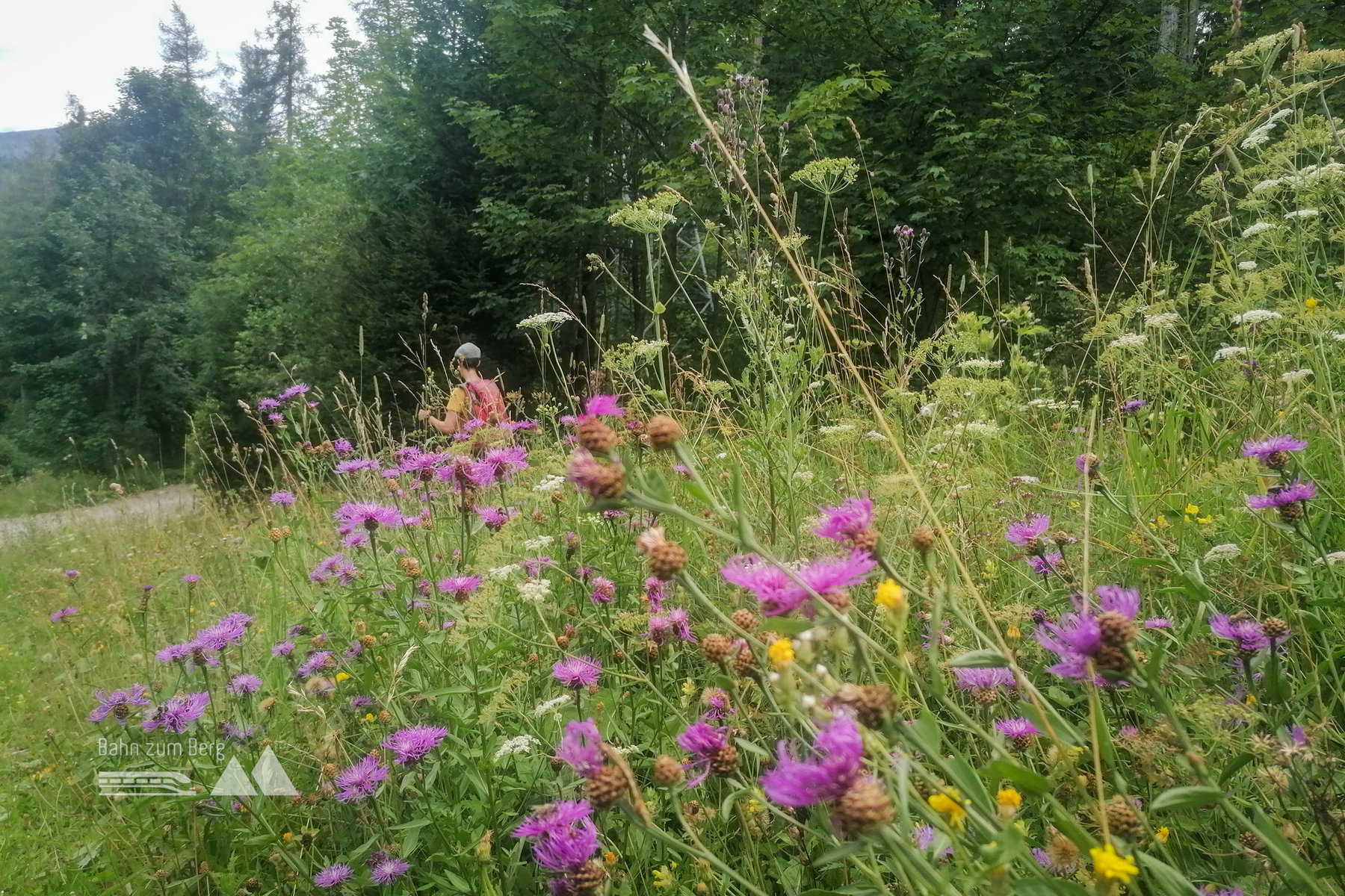 Durch die Blumen zur Bushaltestelle. Foto: Sarah Pallauf