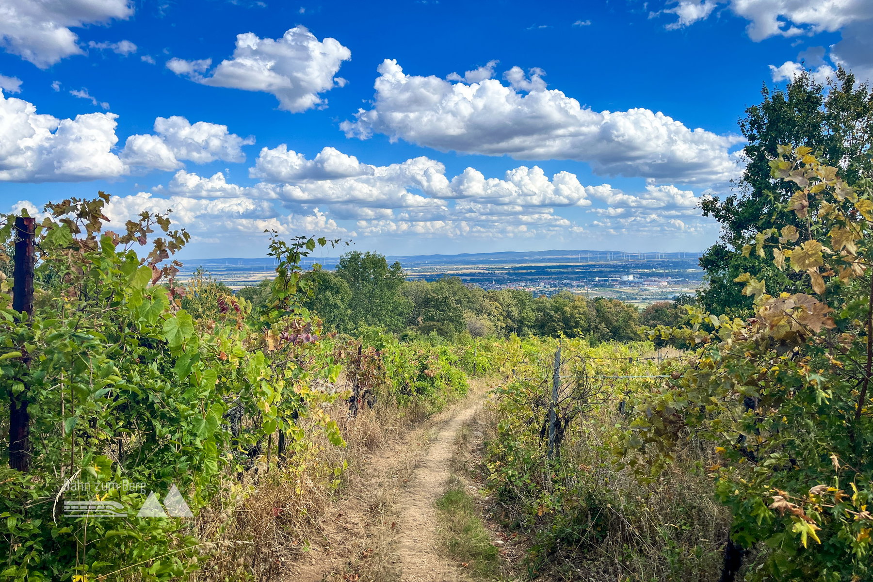 Wald und Wein bei Gumpoldskirchen