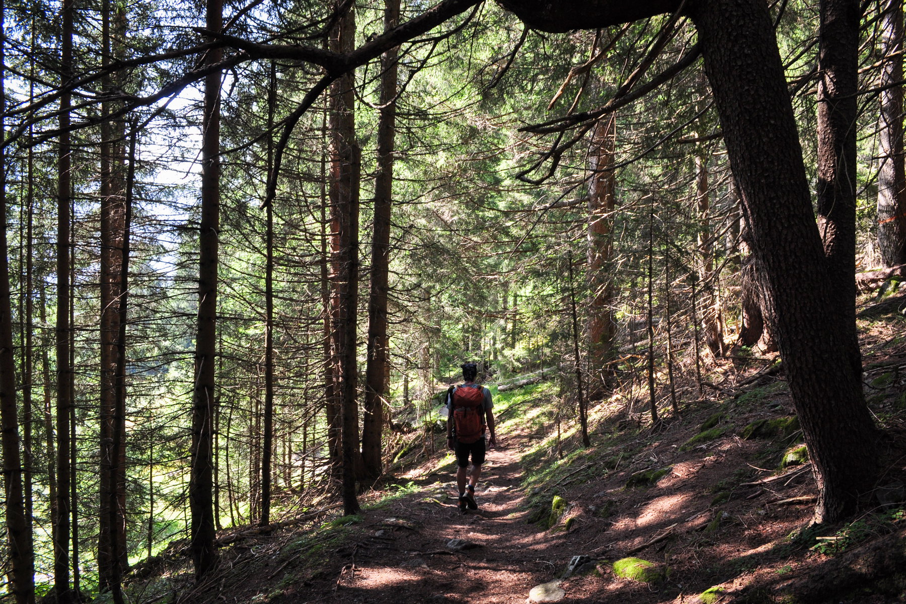 Durch den Kilknerwald nach Gaschurn. Foto: Norman und Lisa