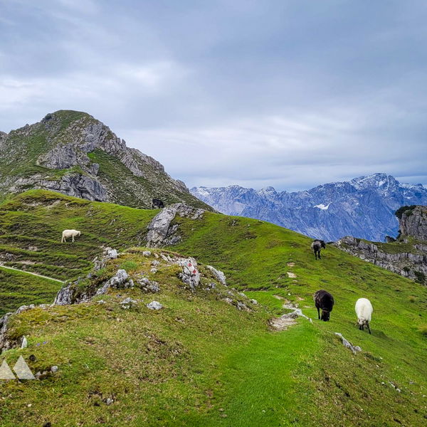 Zugspitzpanorama vom Kramerspitz (1.985 Meter)