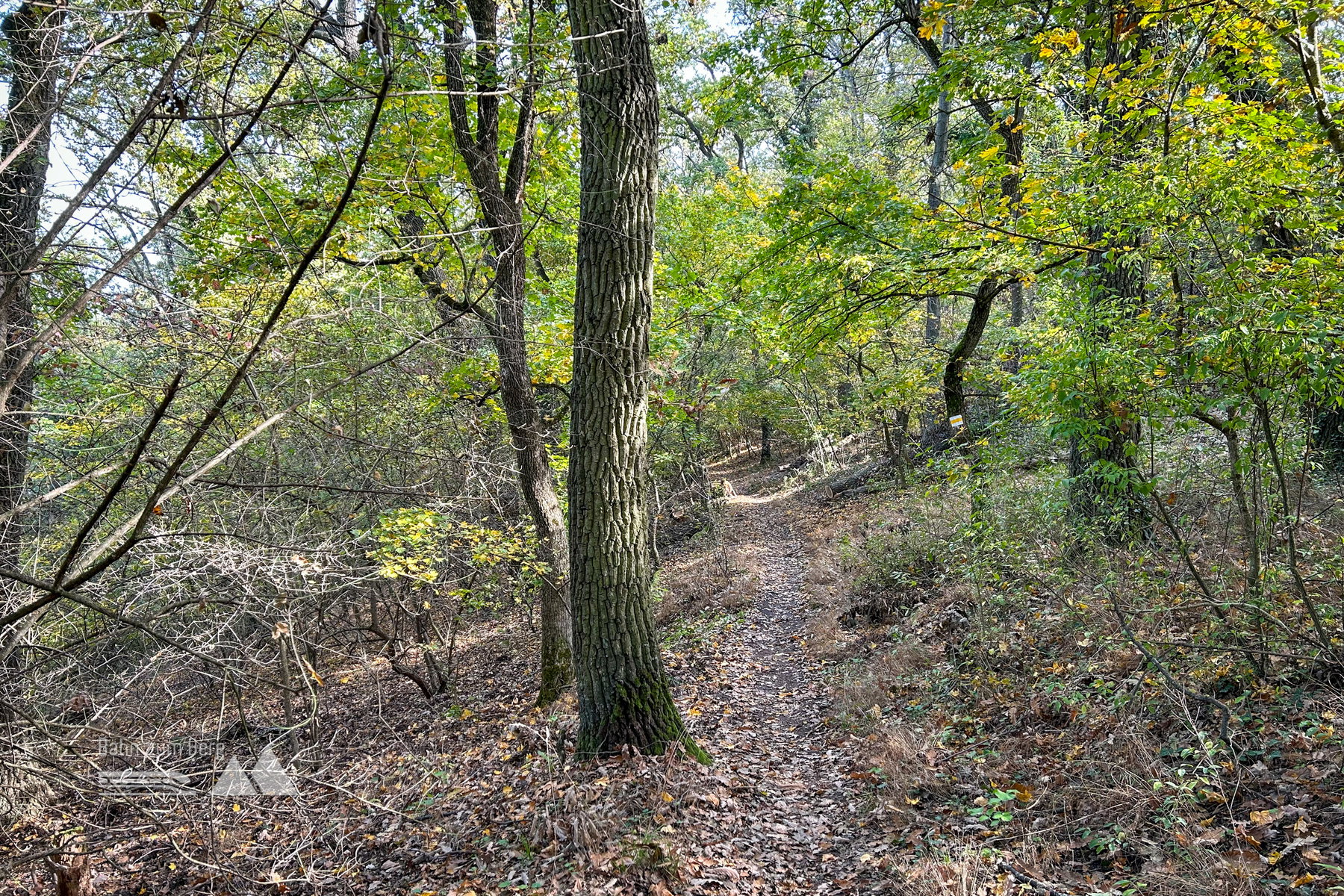 Liebliches Waldweglein. Foto Veronika Schöll