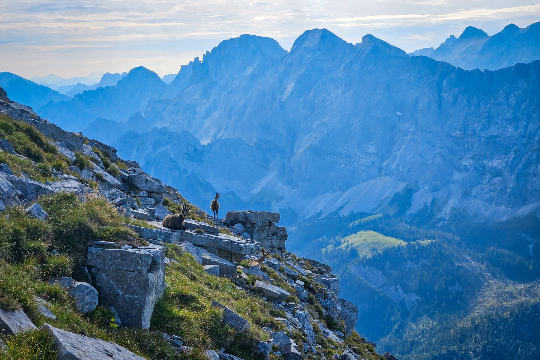 Kurz unterhalb der Soiernspitze beobachten uns Gämse. Foto: Sebastian Eichinger