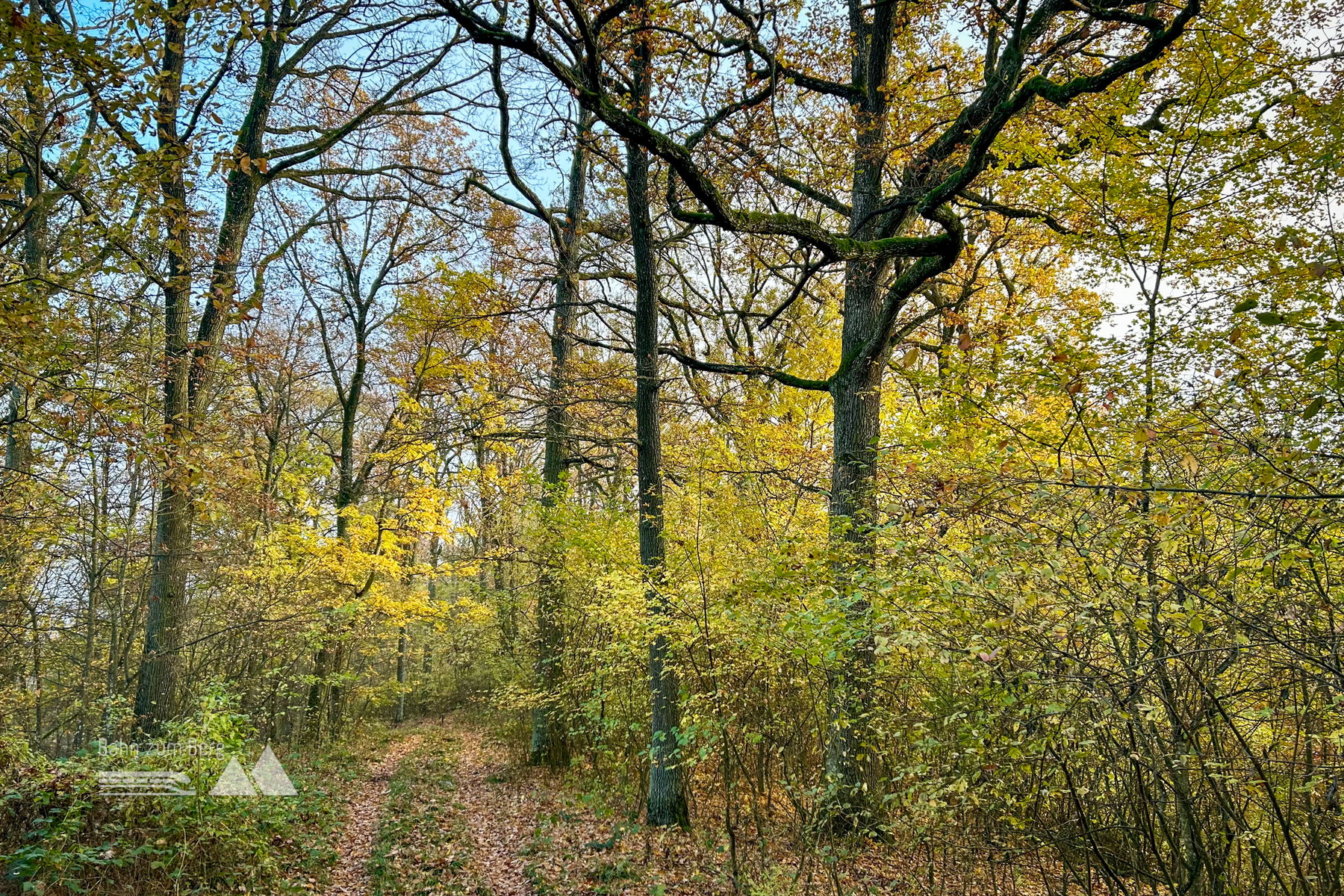 Ein kurzer sonniger Abschnitt im Wald. Foto: Veronika Schöll