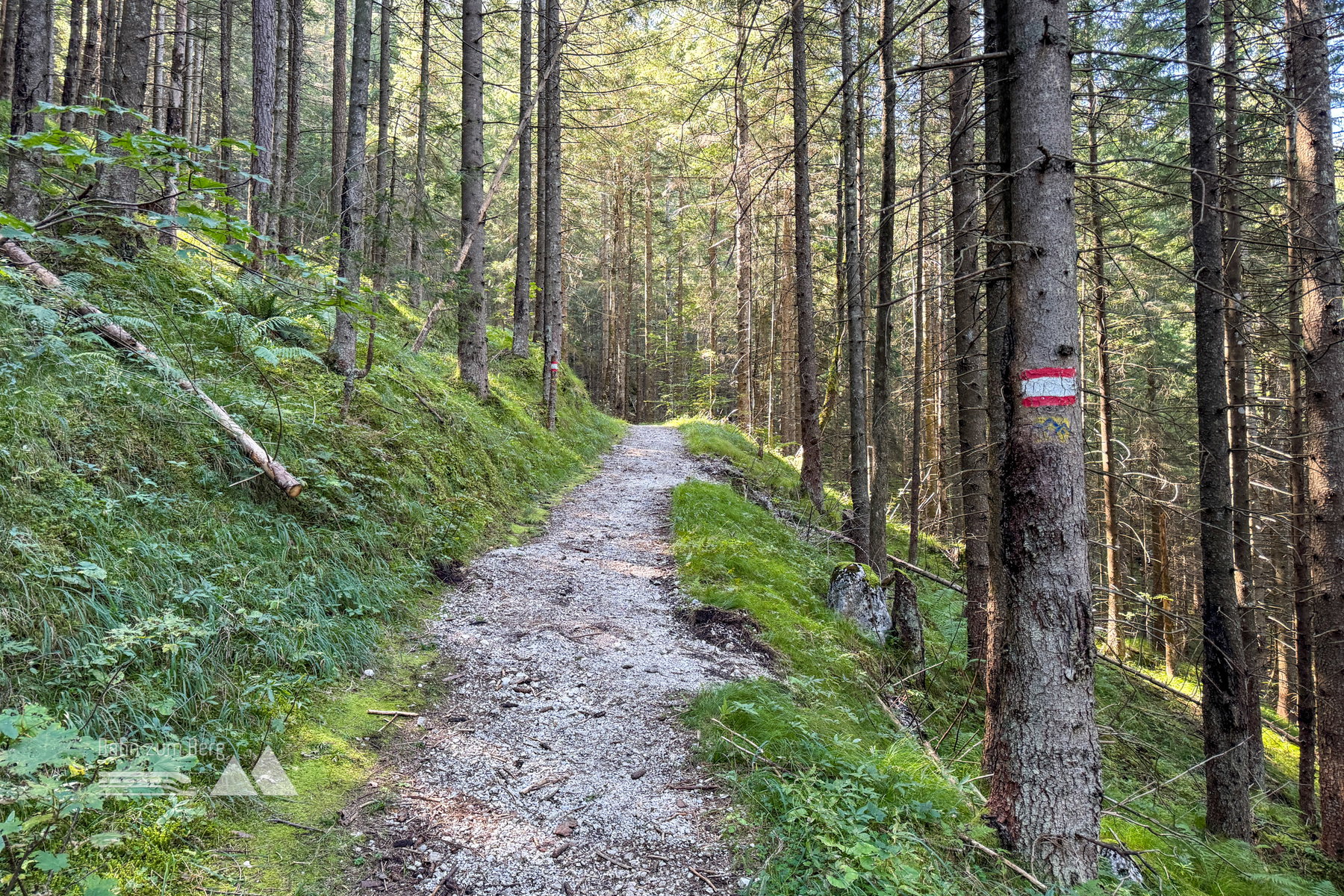 Waldweg; Foto: Bernhard Walle