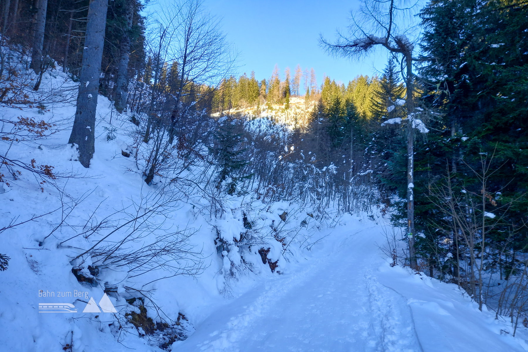 Aufstieg über weite Strecken entlang eines Ziehweges. Im oberen Bereich kann der Aufstieg durch den Wald abgekürzt und variiert werden. Foto: Martina Friesenbichler