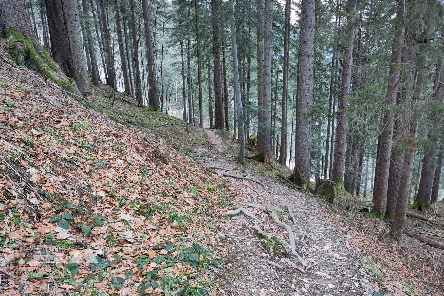 Jetzt schon „Winter, ade“? Der Steig nach Lämmerbach. Foto: Karl Plohovich
