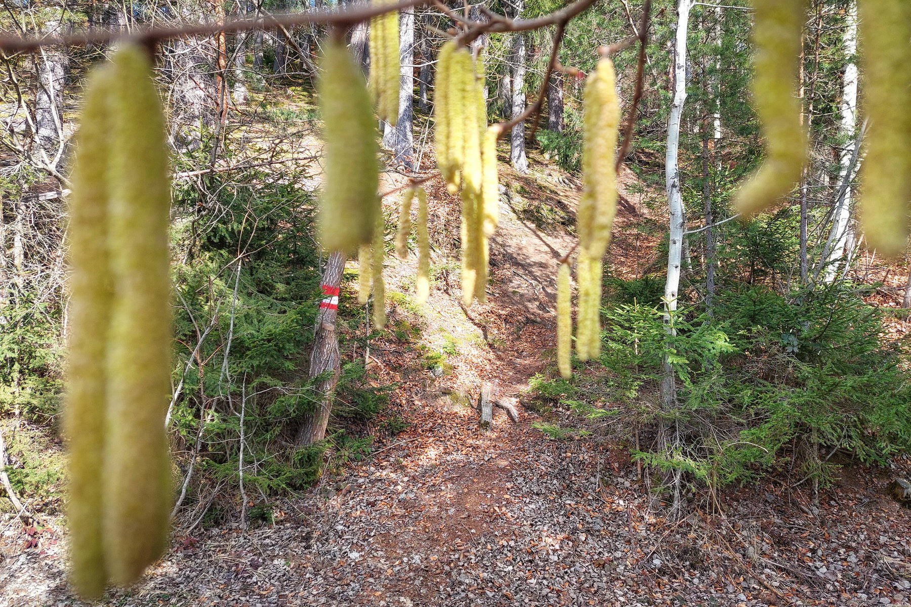 Durch den Wald, entlang des gut markierten Wegs. Foto: Alice Frischherz
