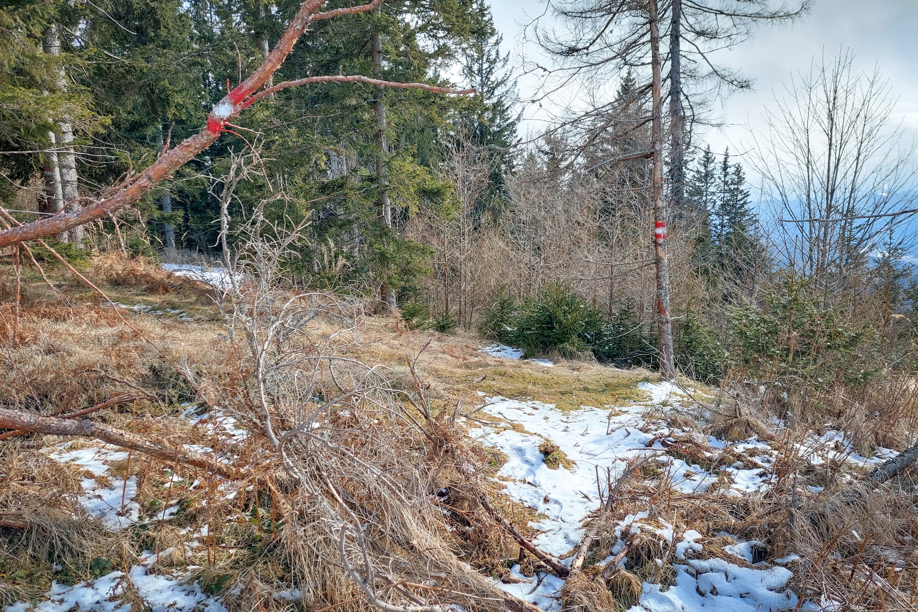 So klein und schon ein Wandermarkierungsbaum. Foto: Alice Frischherz