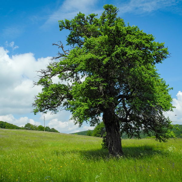 Wunderbarer Wiesen-Wienerwald
