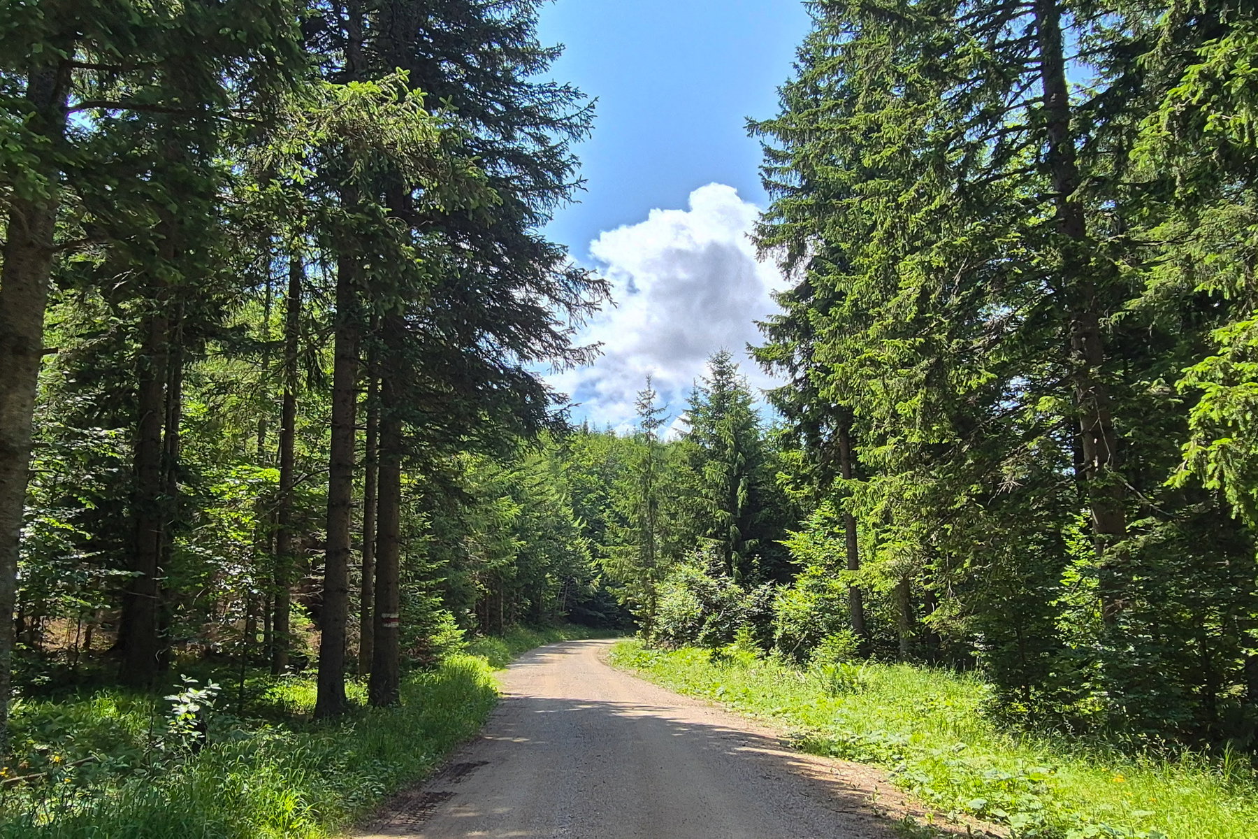 Entlang der gemütlichen Forststraße in Richtung Miesleitensteig und Kaiserbrunn. Foto: Linda Prähauser