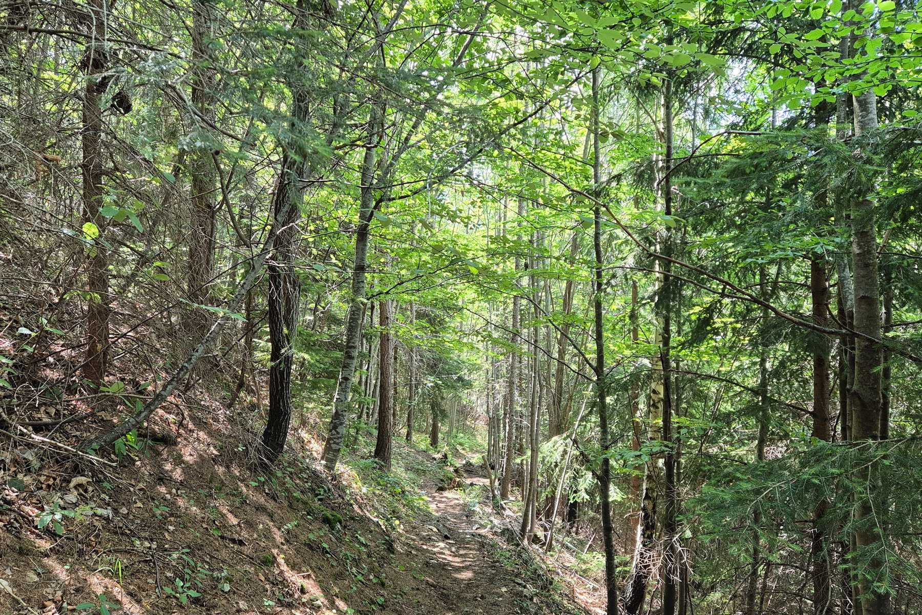 Die Forststraße wird zum Waldweg. Foto: Linda Prähauser