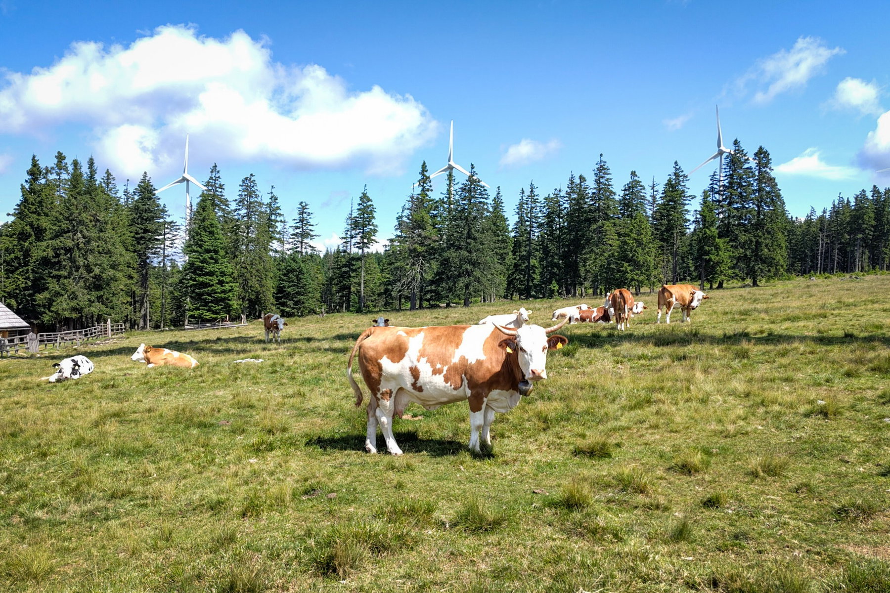 Kühe auf der Alm am Steinriegel; Blick zurück am Steinriegel. Fotos: Tobias Köhler