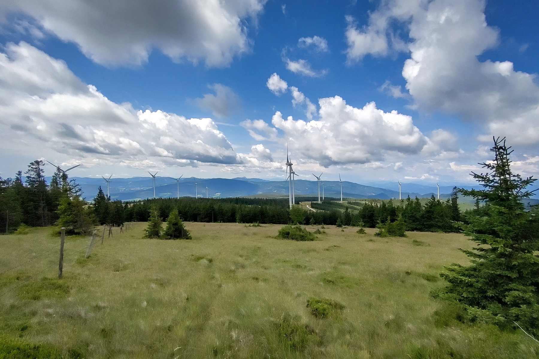 Kühe auf der Alm am Steinriegel; Blick zurück am Steinriegel. Fotos: Tobias Köhler