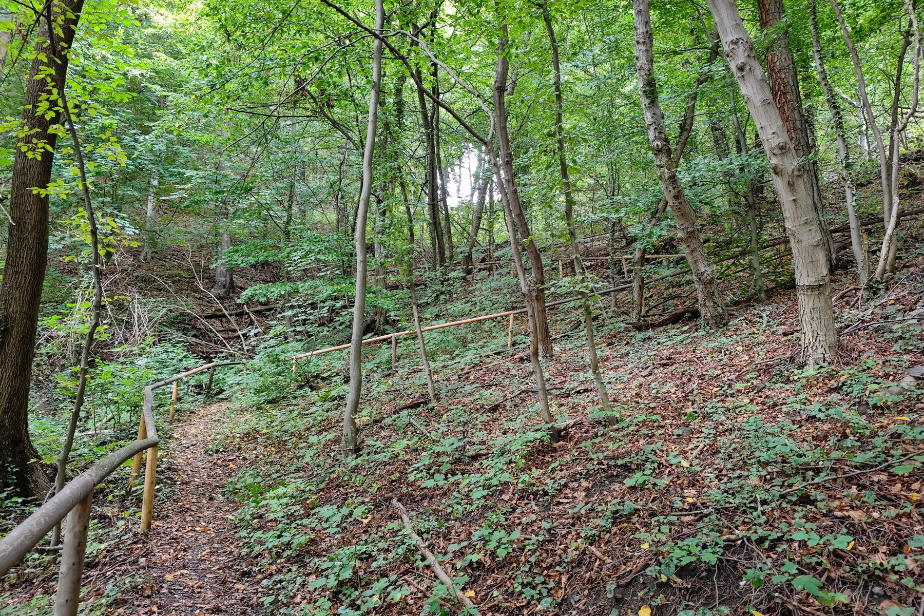 Serpentinen durch den Wald. Foto: Lisa Nussdorfer