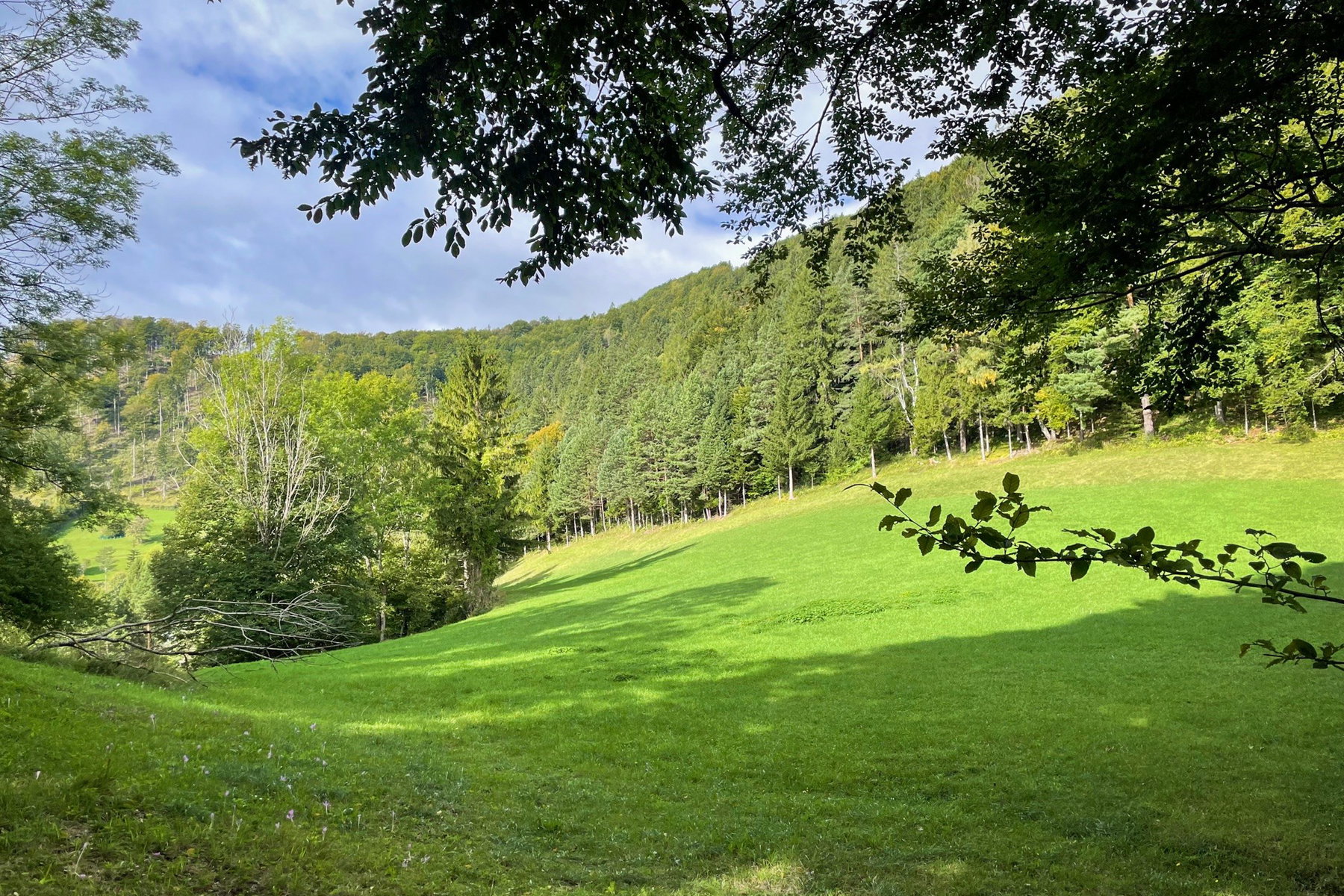 Lichtung vor dem Anstieg zum Pechkogel. Foto: Ursula Truebswasser