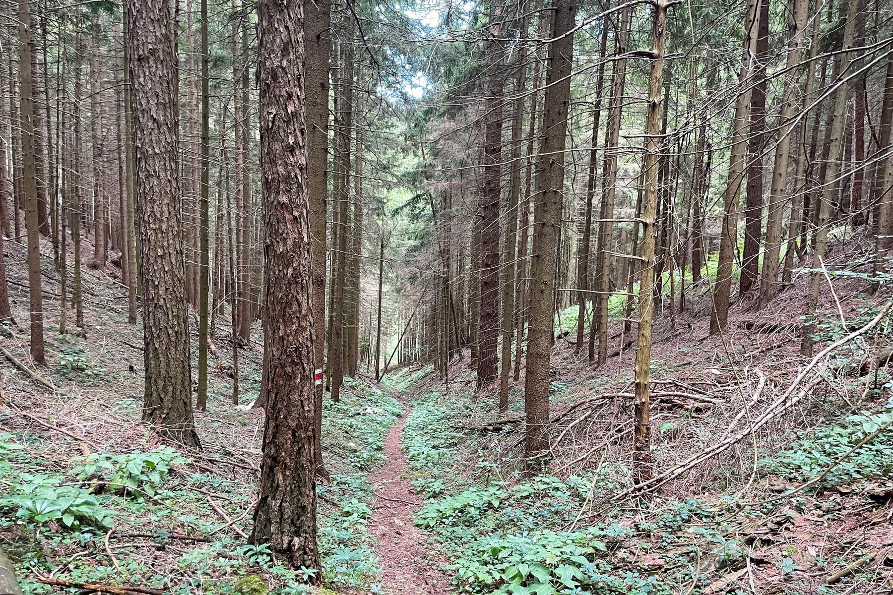 Weg nach Eschenau. Foto: Ursula Truebswasser