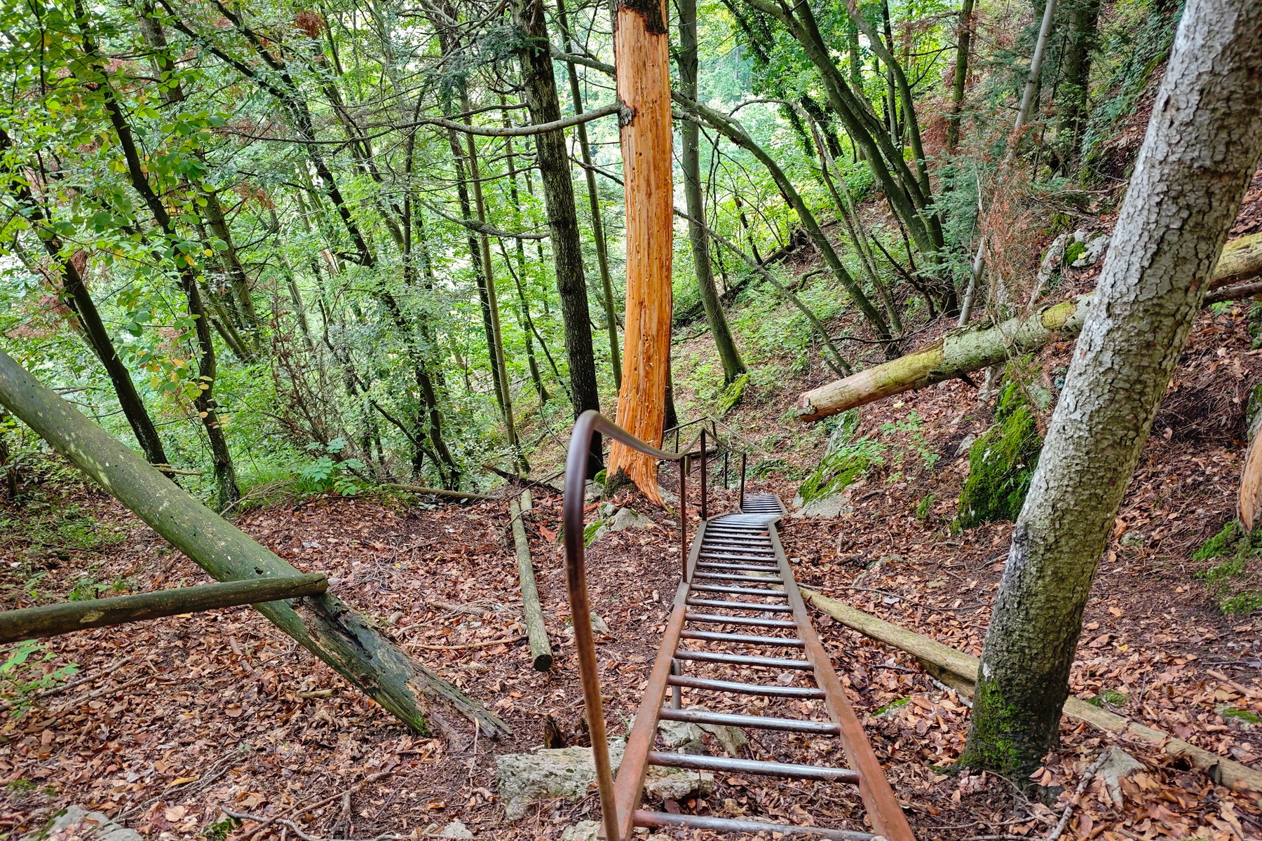 Leiter bei der Einhornhöhle. Foto: Lisa Nussdorfer