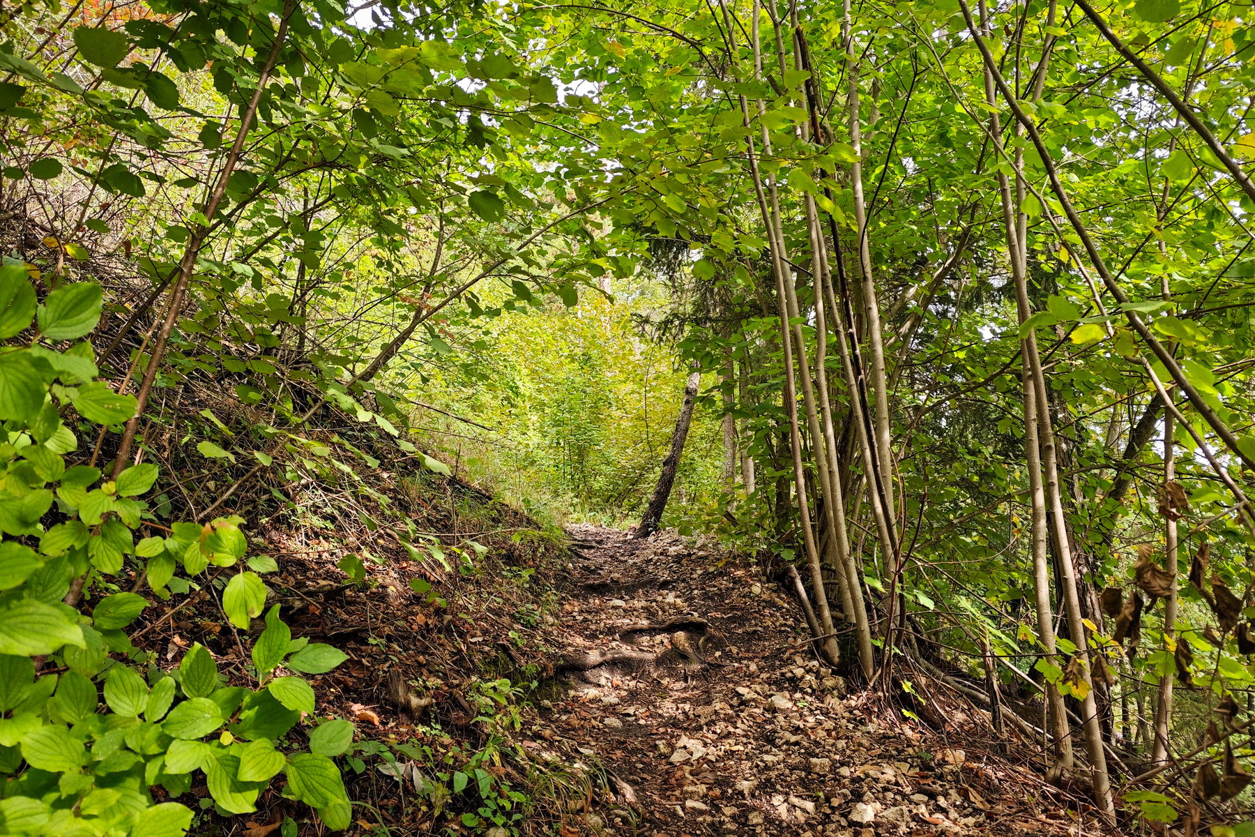Der steile Zustieg durch den Wald. Foto: Lisa Nussdorfer