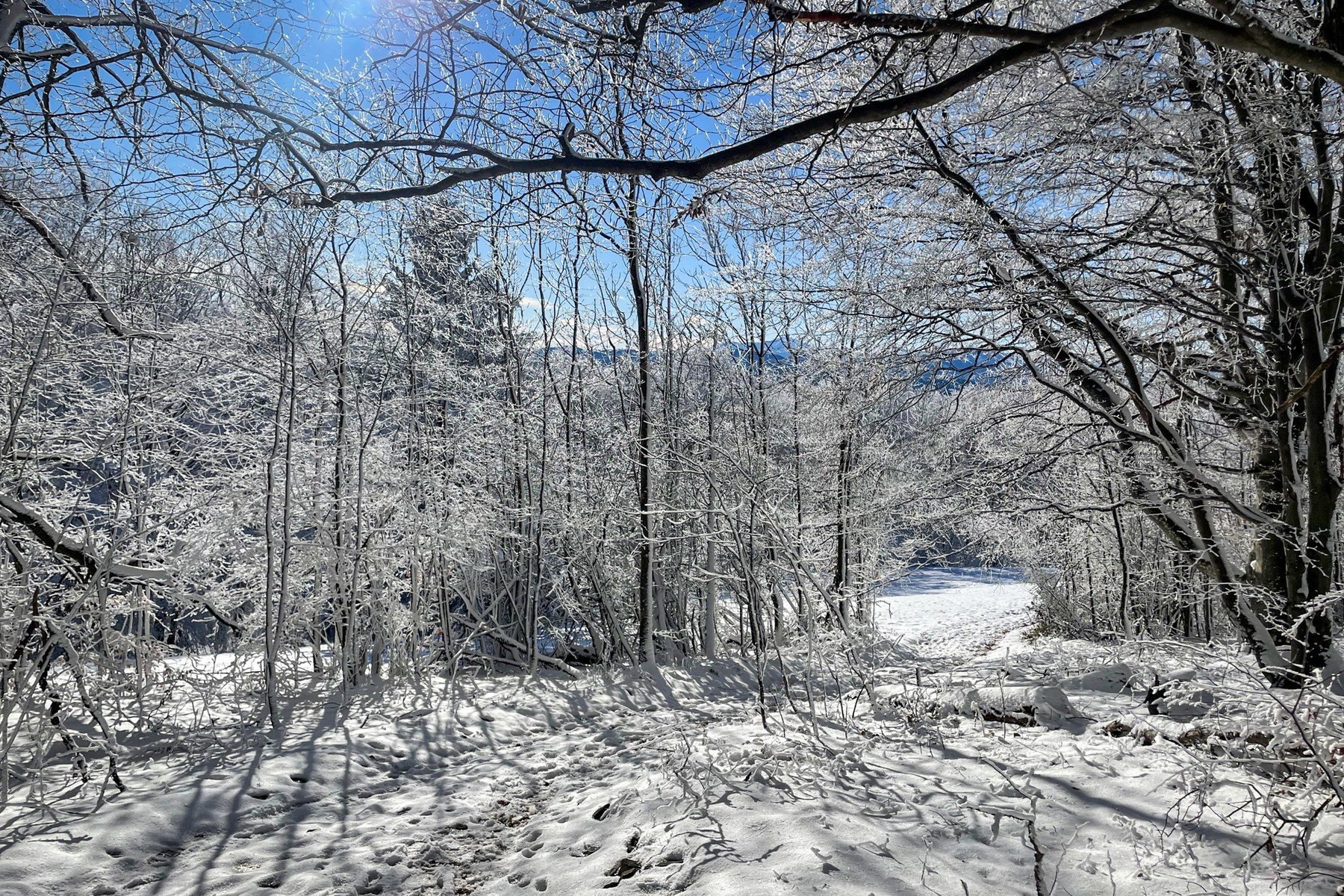 Abstieg durch ein winter wonderland. Foto: Ursula Truebswasser