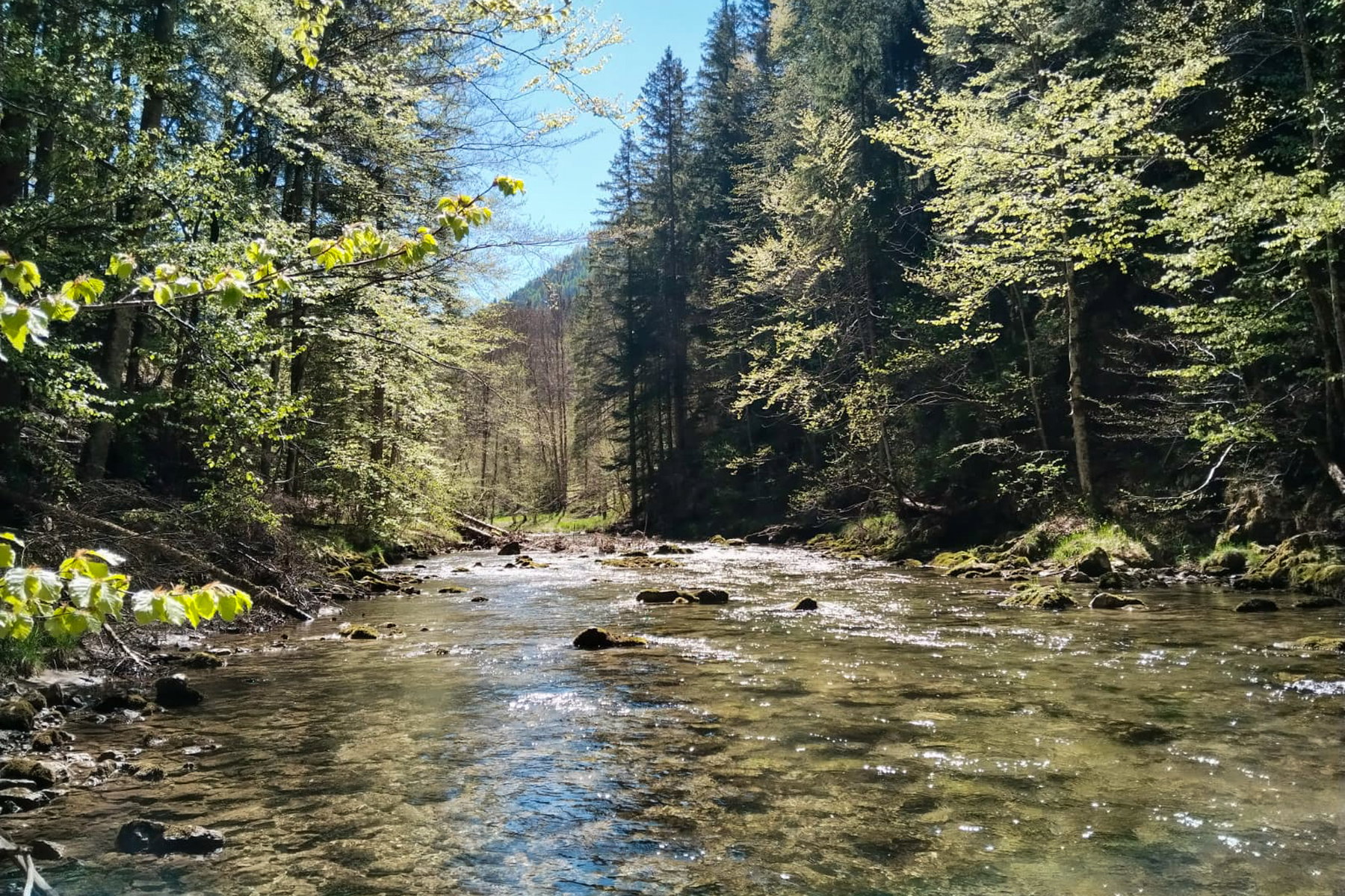 Salza ohne Sau. Unterwegs im Mariazeller Land