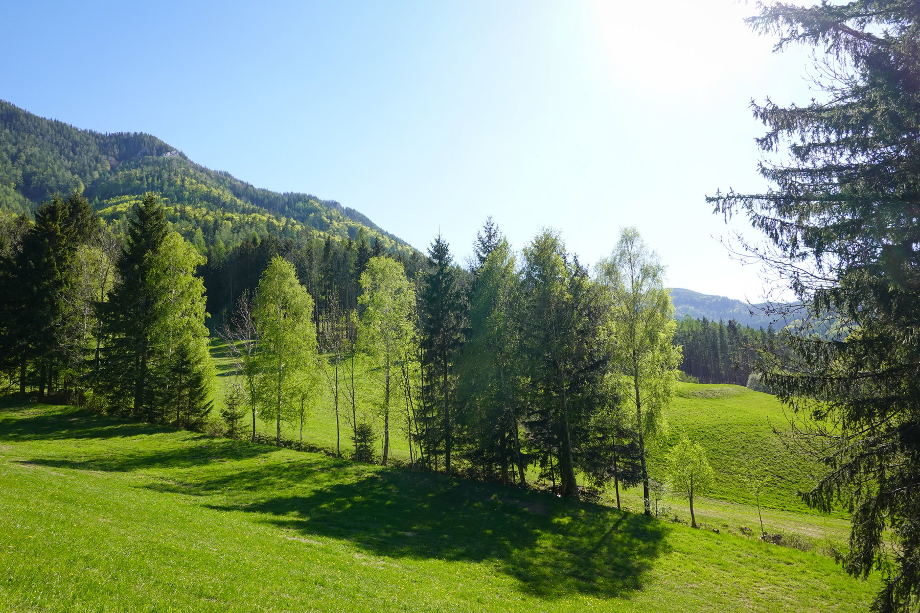 Wiesenidylle am Ortsrand von Prein. Foto: Barbara Wanzenböck