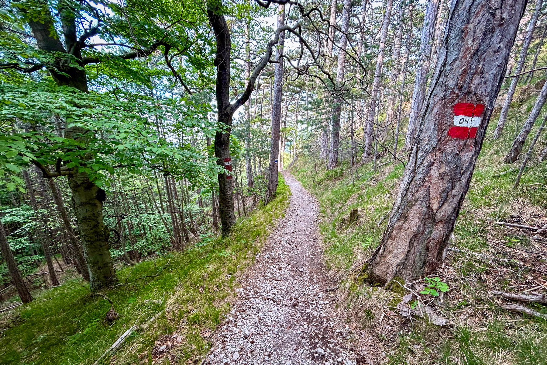 Weg vom Hinteren Lindkogel nach Baden. Foto Veronika Schöll