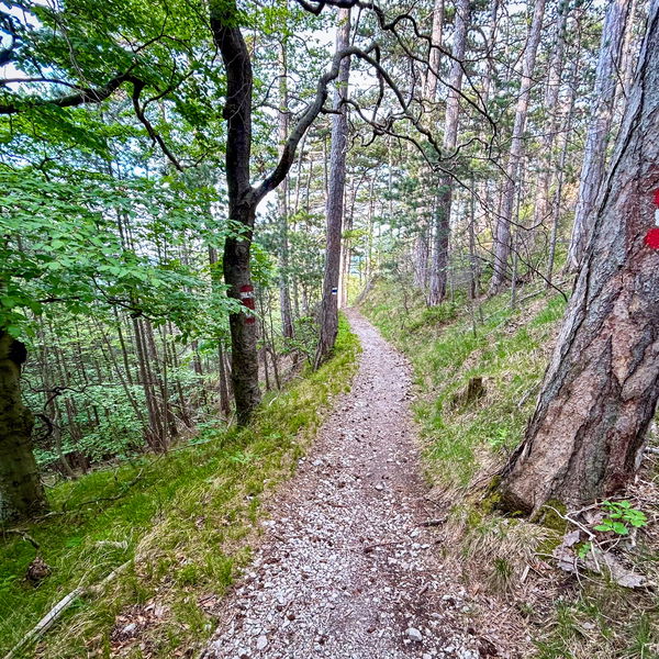 Mailüfterl im Föhrenwald, von Vöslau nach Baden