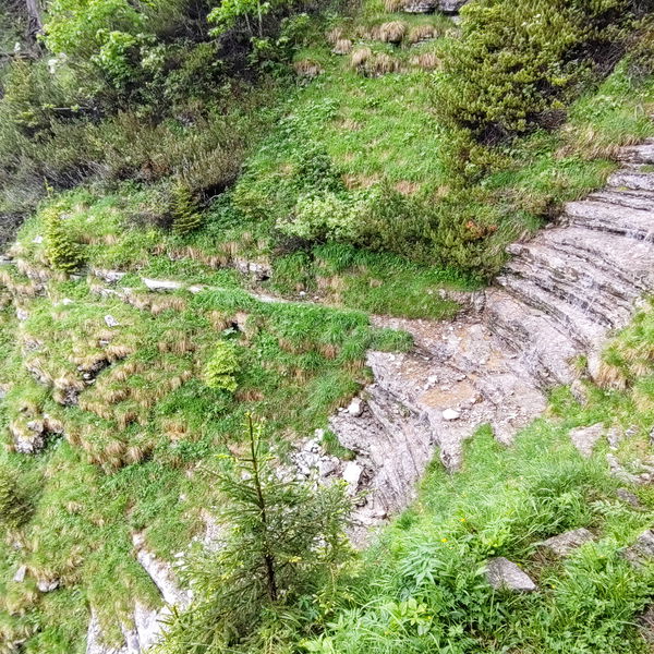Taugl – die Halskrause