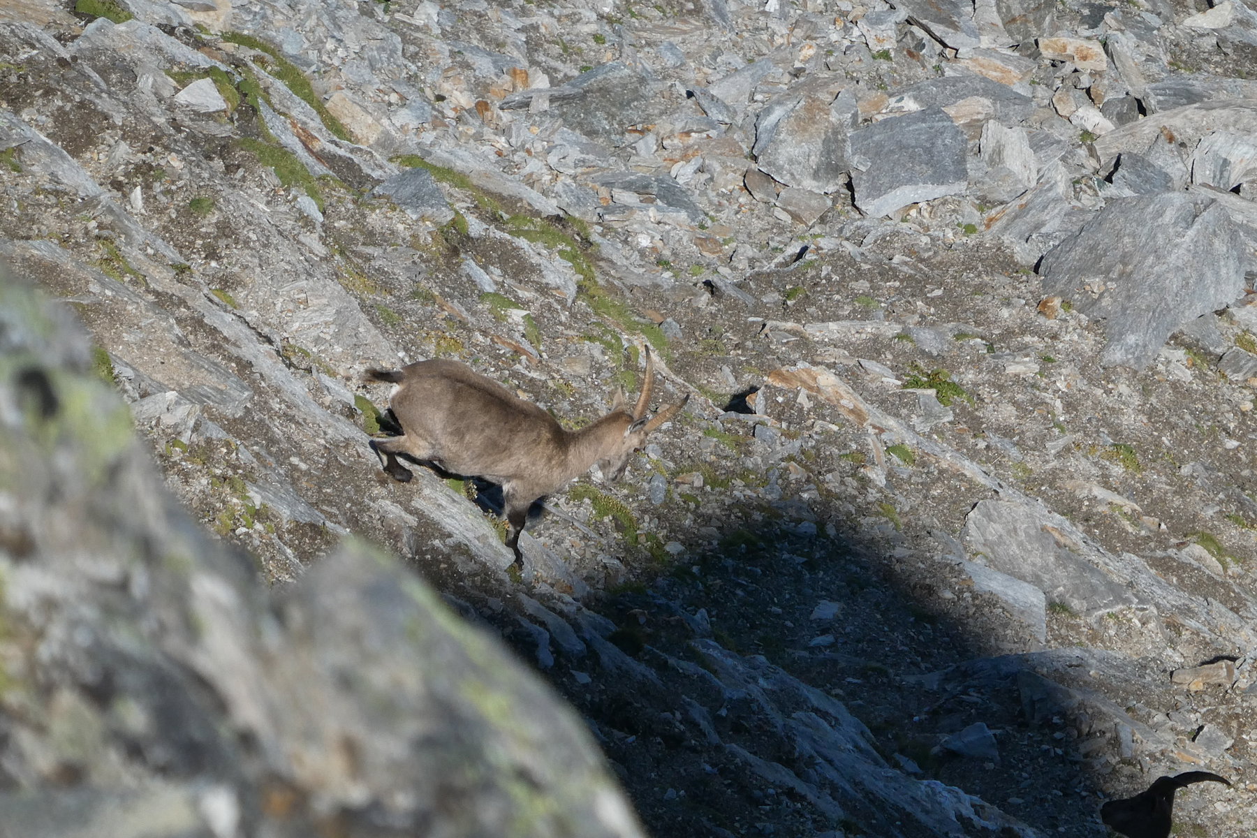 Berg – Bewohner „in action“: Steinbock. Foto: Karl Plohovich