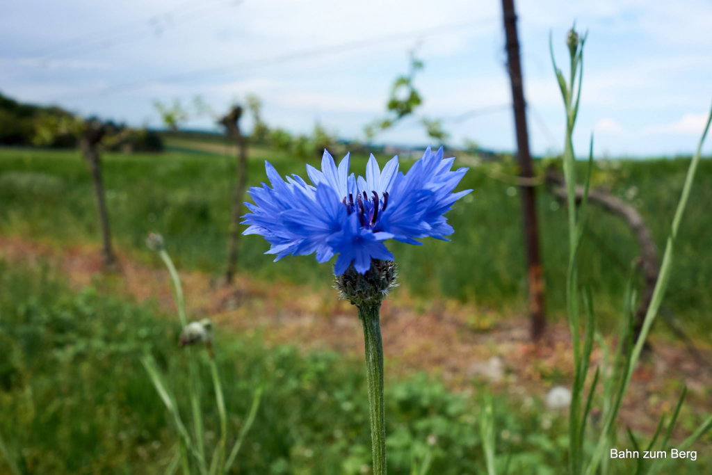 Kornblume