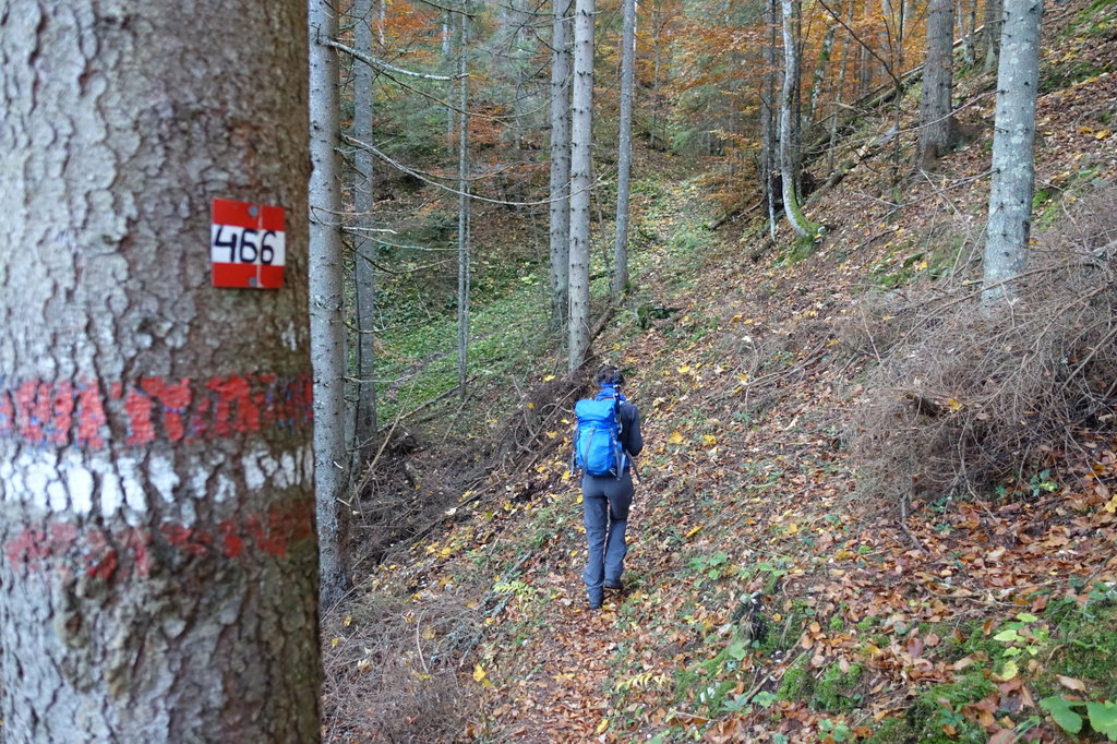 Der Anstieg durch den Wald ist relativ steil. Foto: Martin Heppner