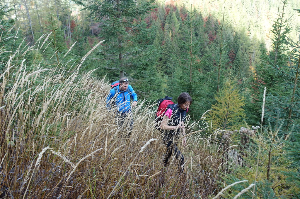 An der Grenze zwischen Wald und Alm. Foto: Martin Heppner