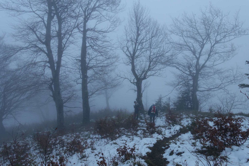 Alte, knorrige Buchen im Nebel
