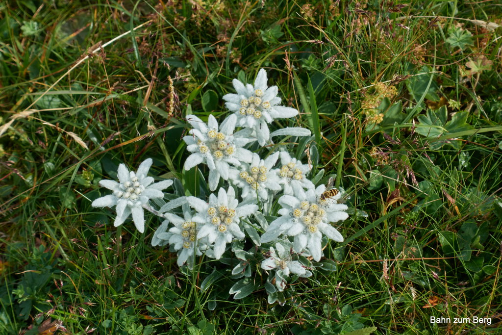 Edelweiss. Foto: Martin Heppner