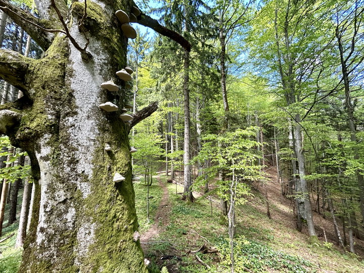 Leopold Danzer Steig, zuerst durch den Wald und dann steil hinauf. Fotos Veronika Schöll