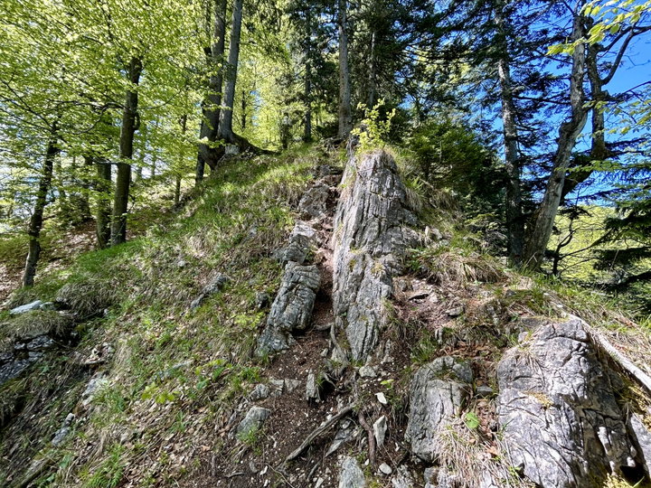 Leopold Danzer Steig, zuerst durch den Wald und dann steil hinauf. Fotos Veronika Schöll