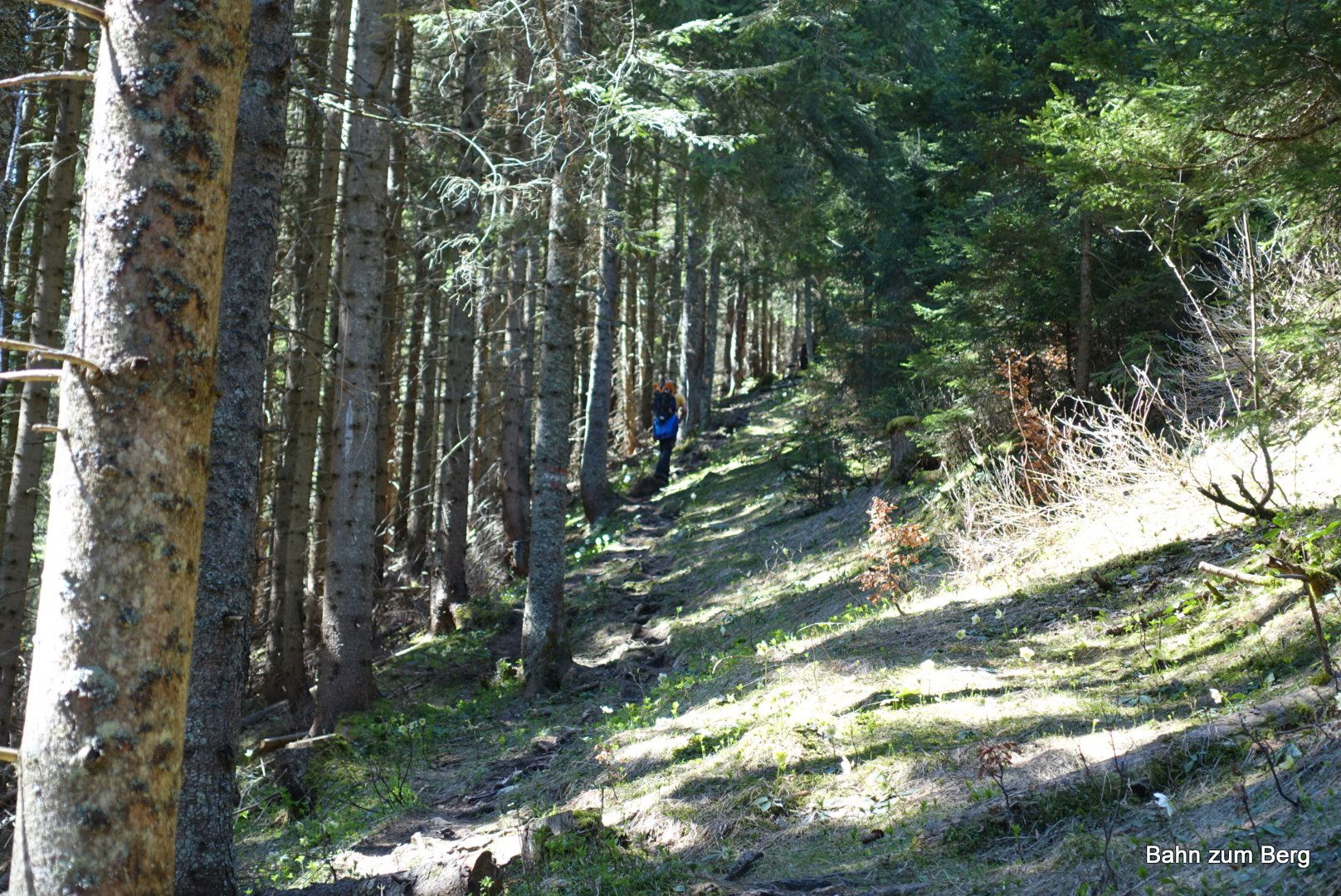 Aufstieg durch Schneerosen