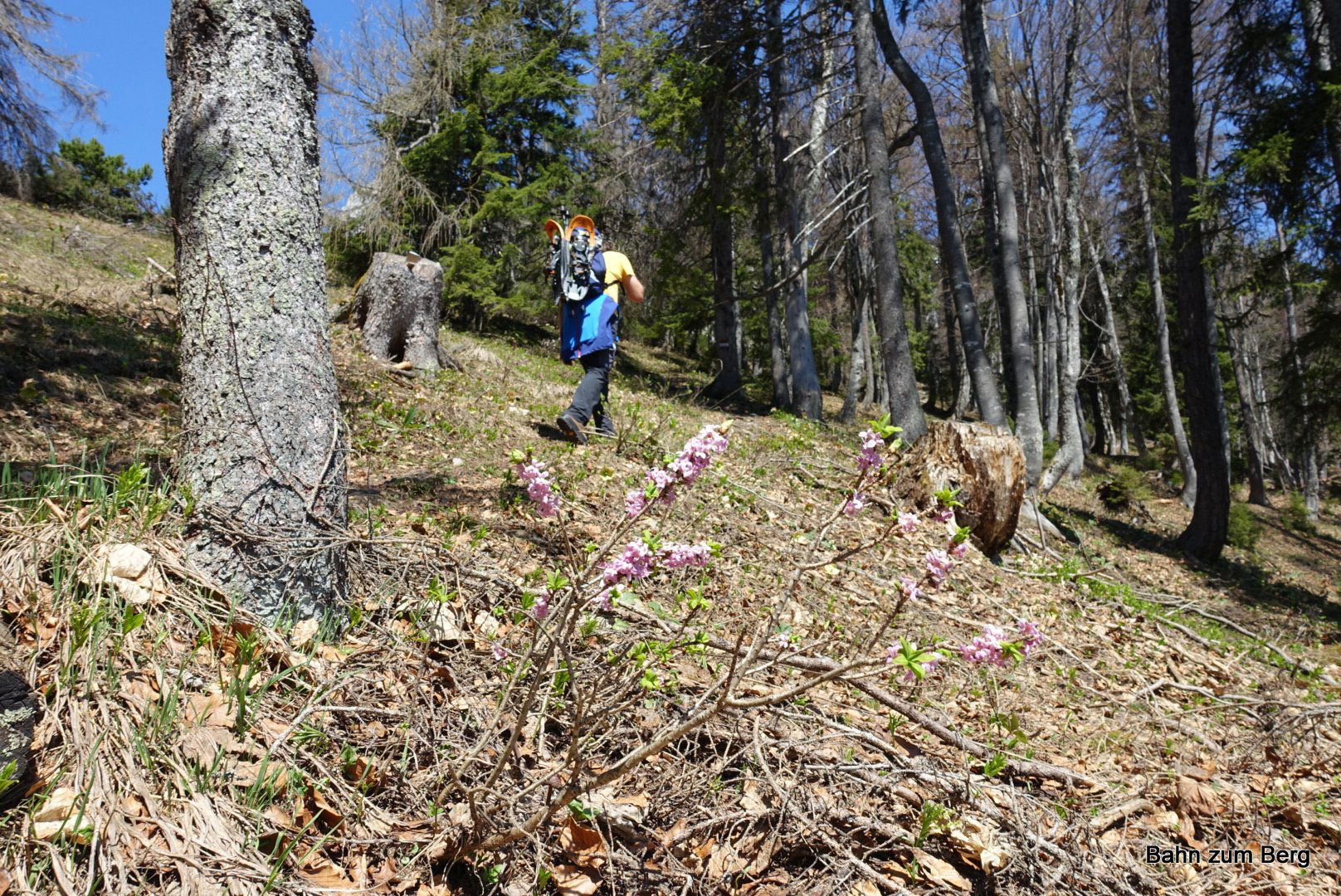 Seidelbast ist häufig im Hochschwabgebiet