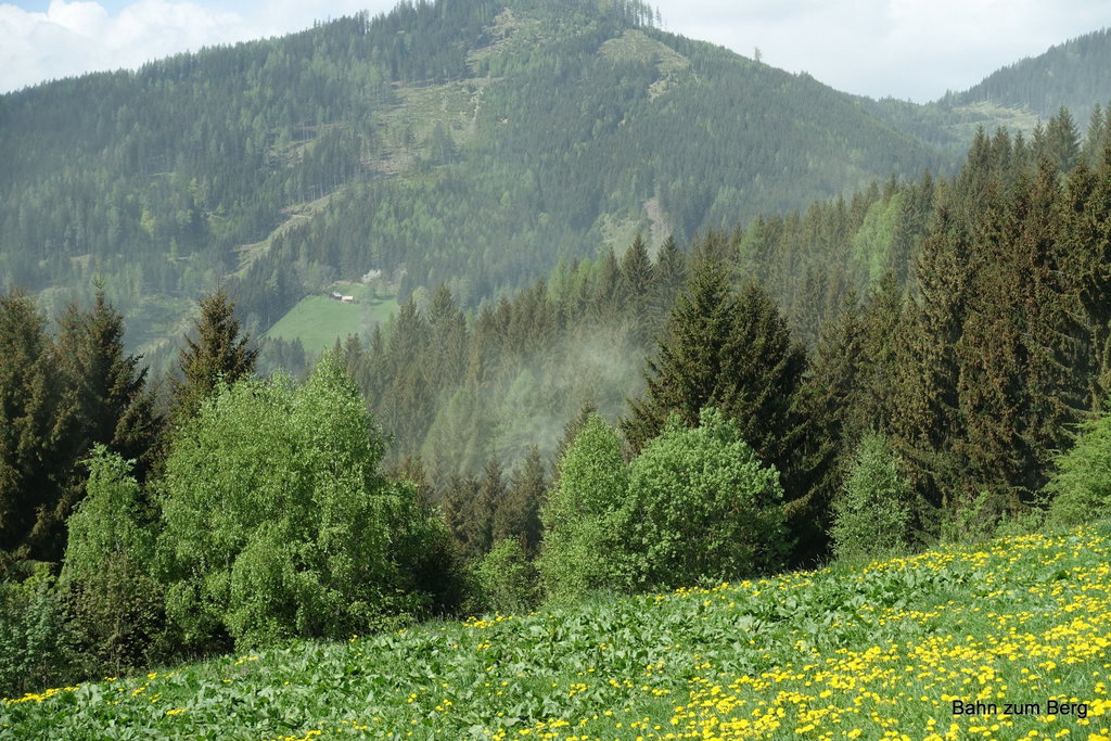 Pollen der Nadelhölzer werden vom Wind wie Nebelschwaden verteilt