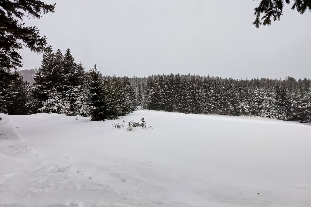 Schöne Lichtung mit Wiese.