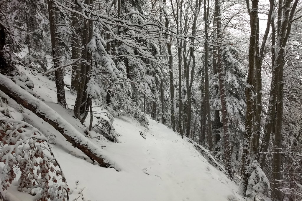 Durch den Wald hinunter.