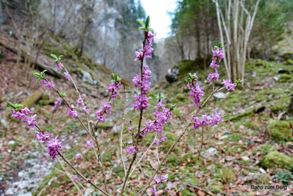 Seidelbast im Kesselgraben