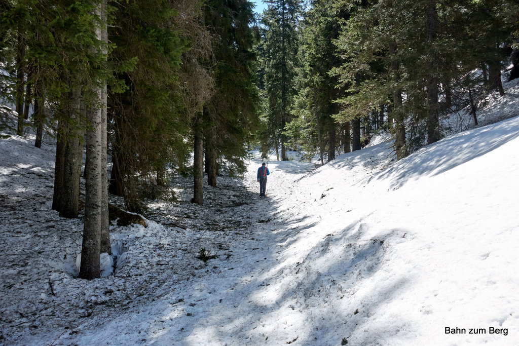 Im oberen Drittel des Kesselgrabens beginnt wieder Wald