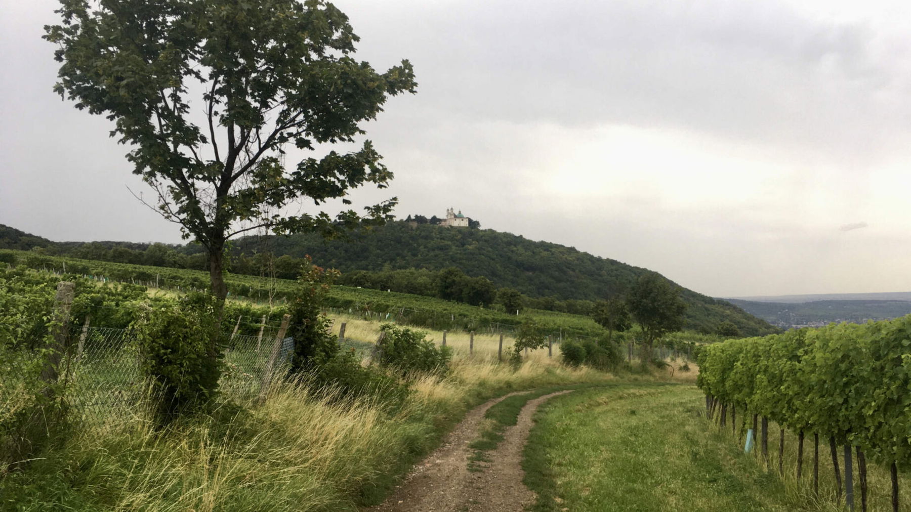 Weingärten mit Blick zum Leopoldsberg