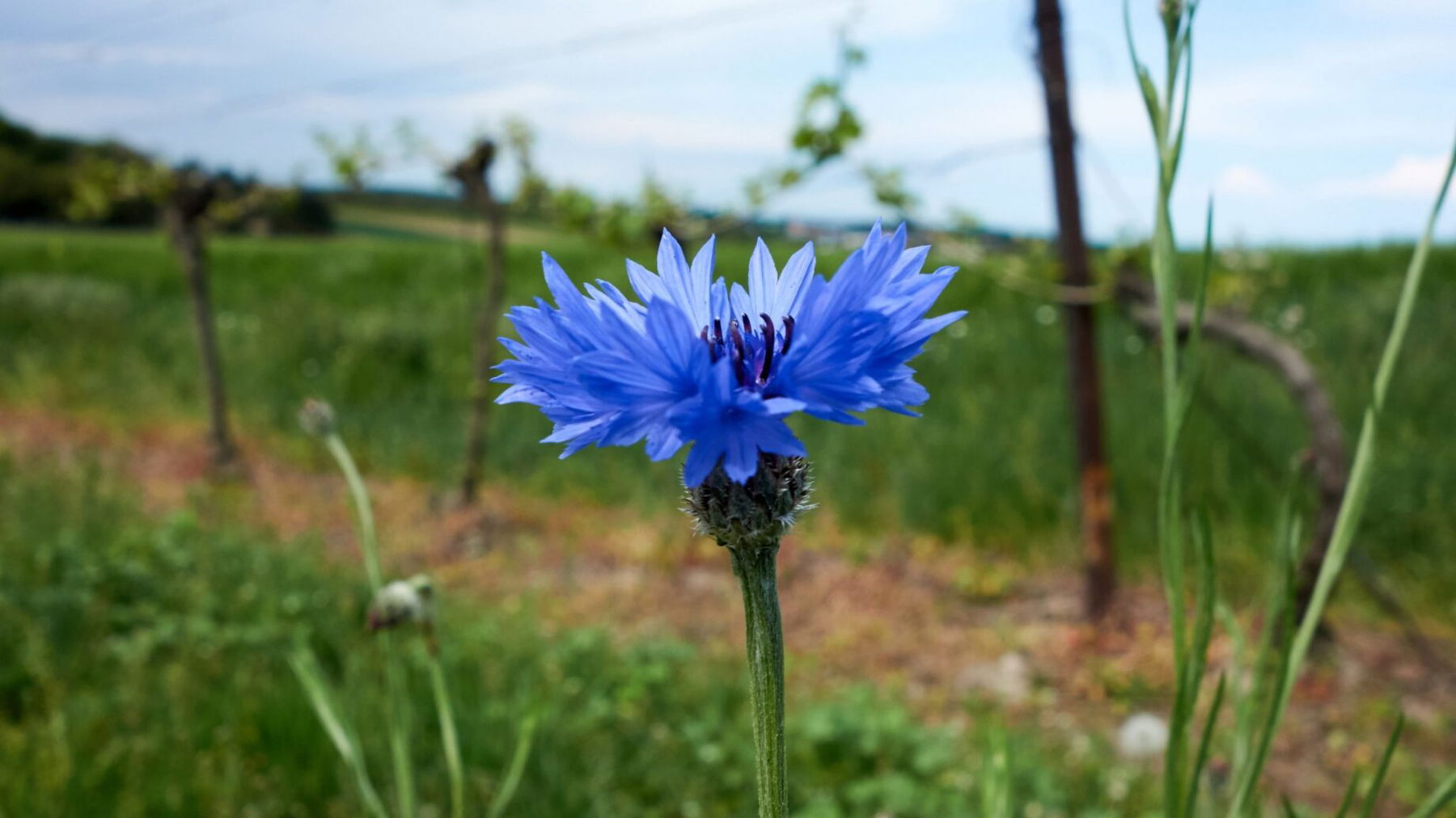 Kornblume