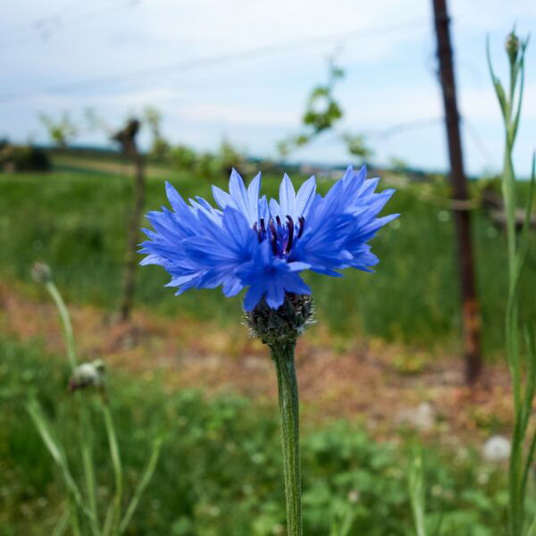 Kornblume