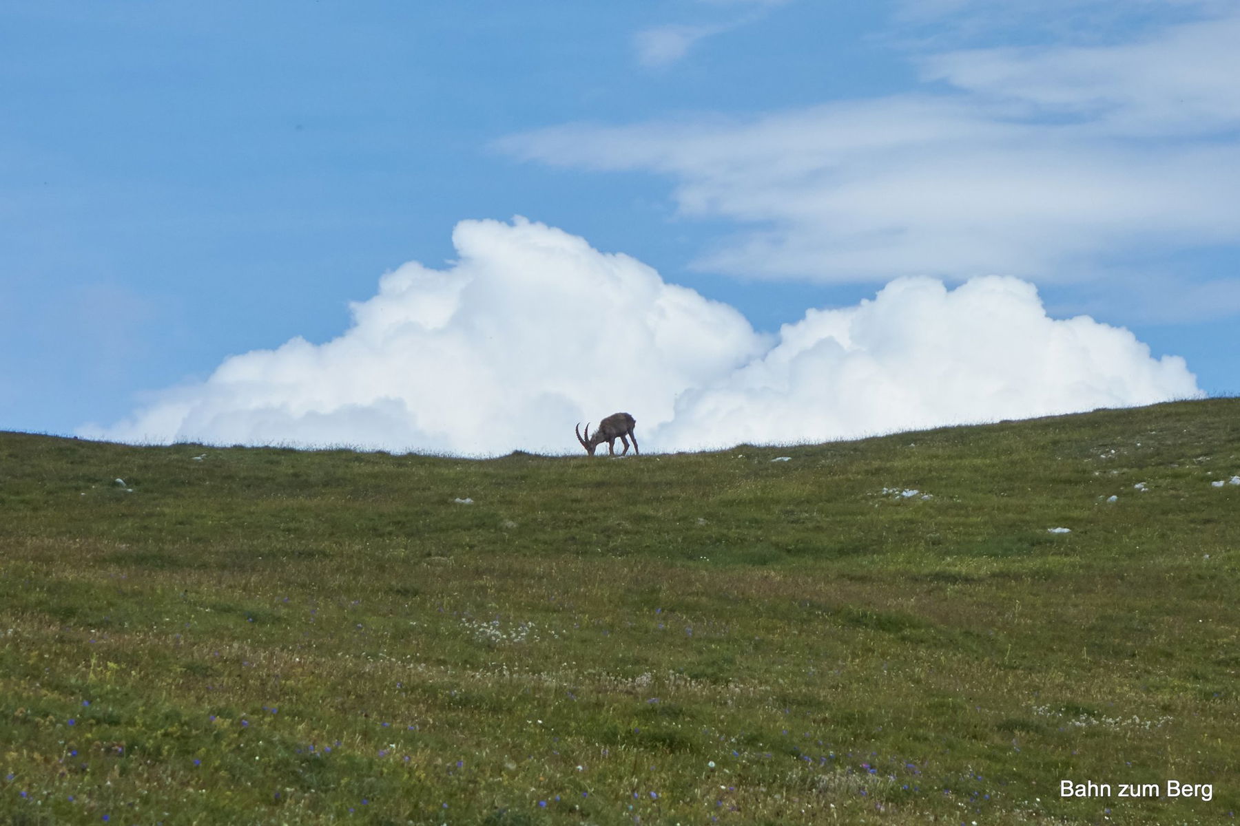 Unsere Steinbock-Sichtung des Tages!