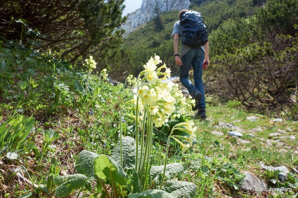 (Alpen)primel