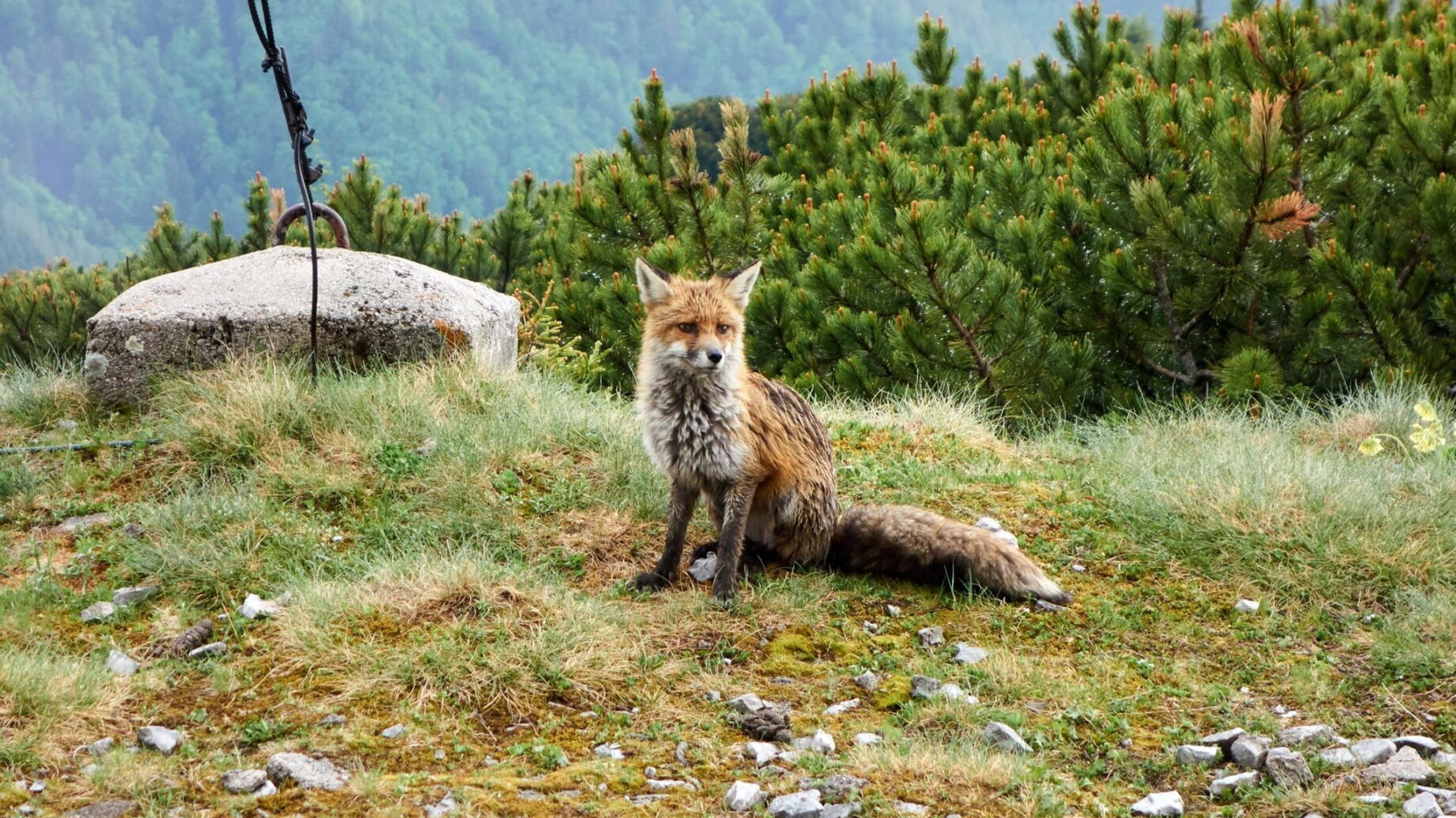 Fuchs vor dem Habsburghaus