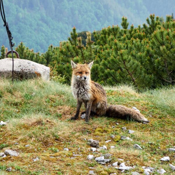 Fuchs vor dem Habsburghaus